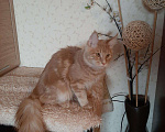 Кошки в Оленегорске: Мейн-кун котик, 15 000 руб. - фото 6