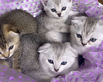 Кошки в Красногорске: Шотландские котята , 15 000 руб. - фото 4