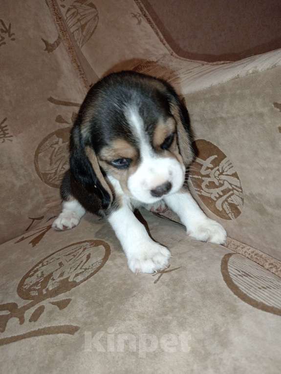 Собаки в Барнауле: Щенок бигля Мальчик, 40 000 руб. - фото 9