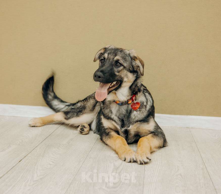 Собаки в Москве: Щенки бесплатно в Москве Мальчик, Бесплатно - фото 4