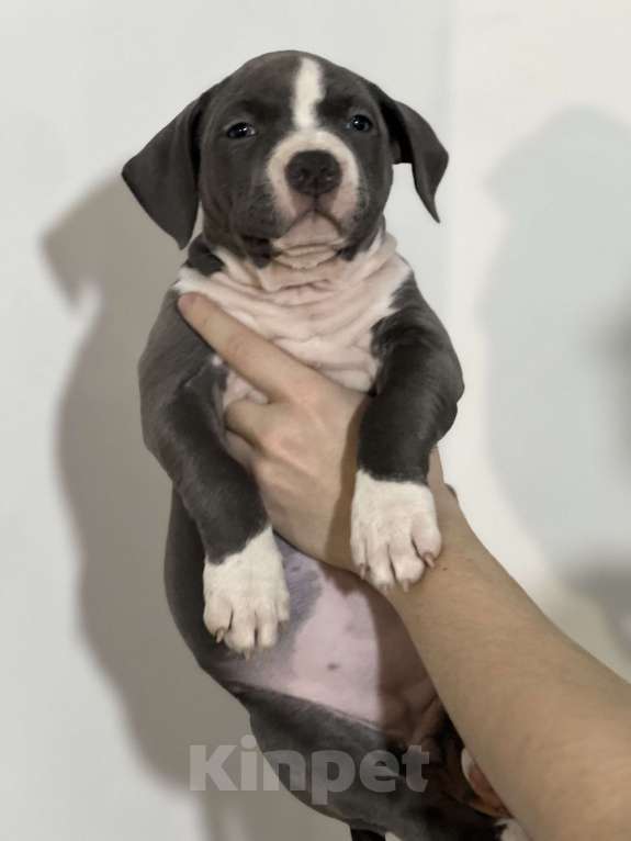 Собаки в Москве: Девочка 1 Девочка, 50 000 руб. - фото 1