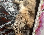 Кошки в Екатеринбурге: Котик Карл Мальчик, Бесплатно - фото 5