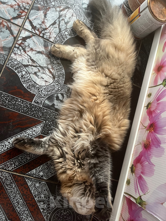 Кошки в Екатеринбурге: Котик Карл Мальчик, Бесплатно - фото 5
