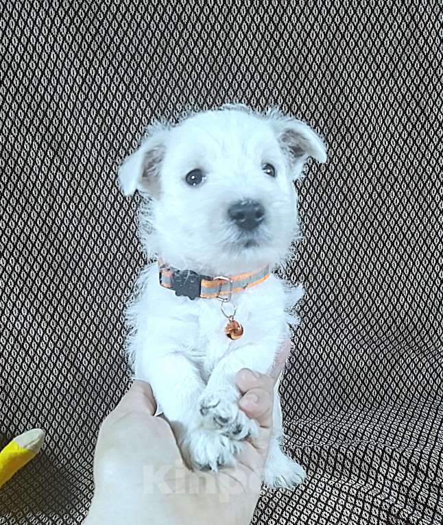 Собаки в Челябинске: Щенуля вестик - девочка Девочка, 65 000 руб. - фото 3