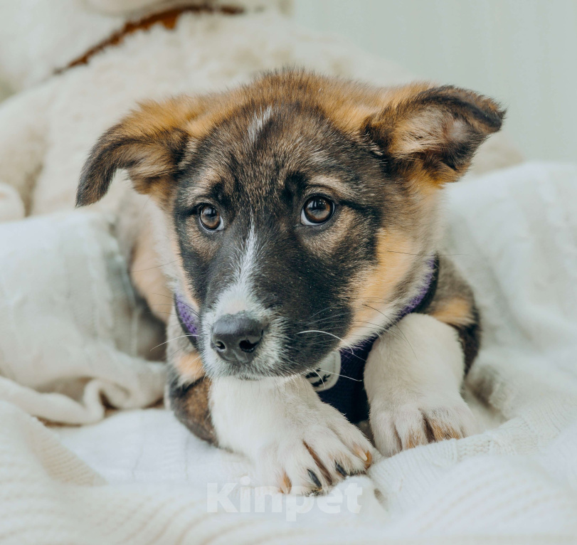 Собаки в Москве: Щенки бесплатно в Москве Девочка, Бесплатно - фото 1