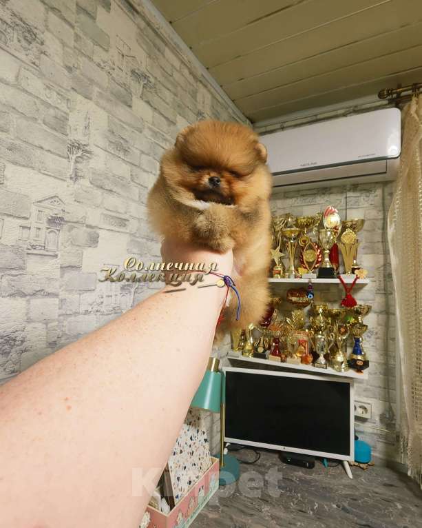 Собаки в Москве: Померанский шпиц девочка РКФ Девочка, Бесплатно - фото 1