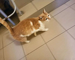 Кошки в Набережных Челнах: Найдена кошка,   Девочка, Бесплатно - фото 2