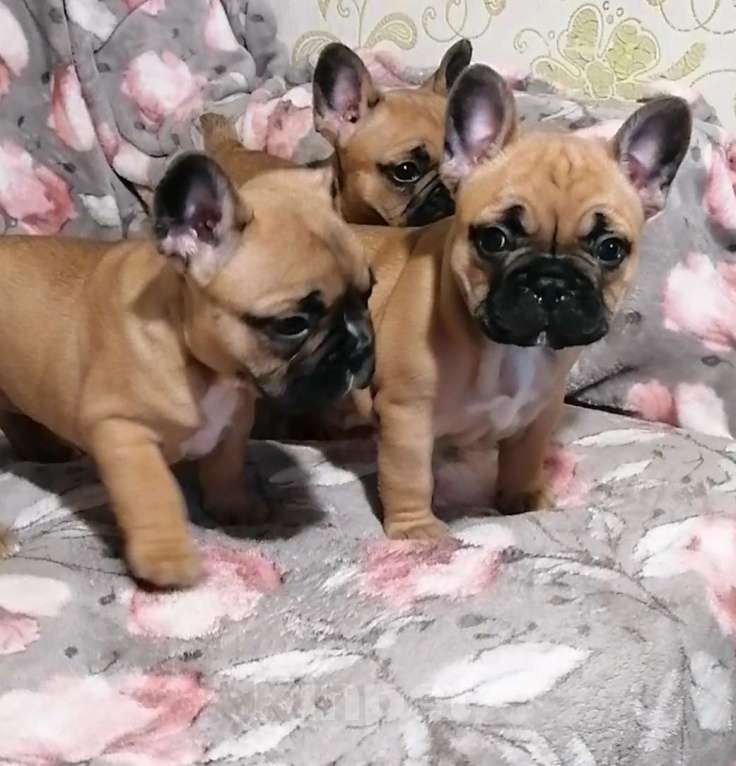 Собаки в Нижнем Новгороде: Предлагаю  к продаже щенков французского бульдога Девочка, 50 000 руб. - фото 6