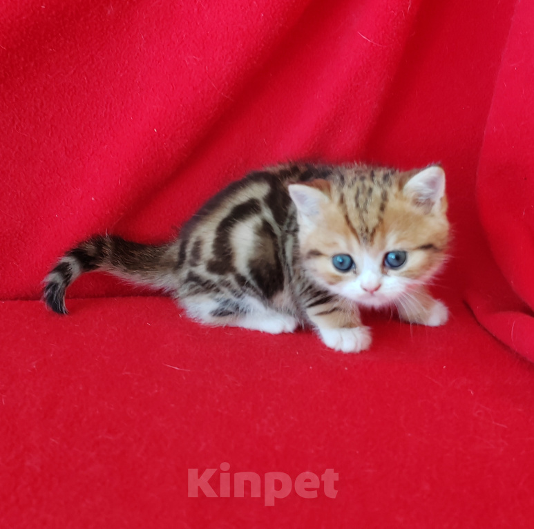 Кошки в Москве: Котик золотой мраморный биколор Мальчик, Бесплатно - фото 4