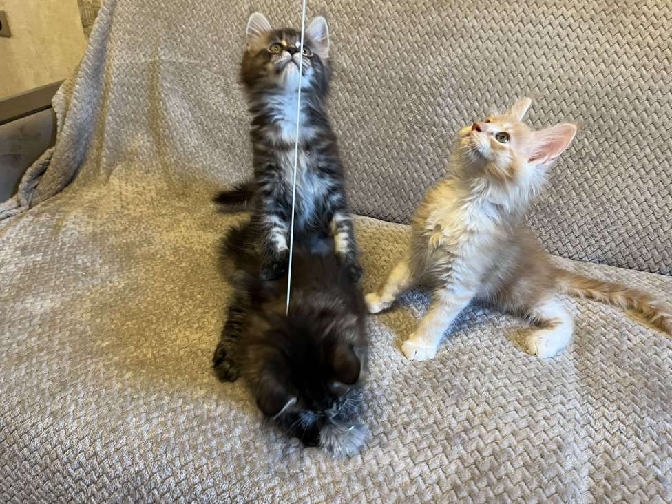 Кошки в Томске: Бронирование котенка мейн-кун Мальчик, 50 000 руб. - фото 6