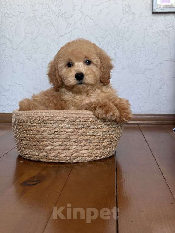 Собаки в Новосибирске: Щенок пуделя  девочка Девочка, 80 000 руб. - фото 2