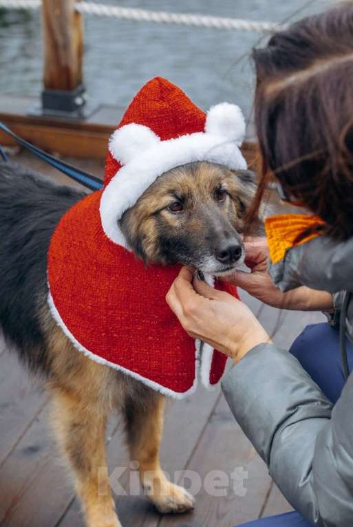 Собаки в других городах Московской области: Обладательница шикарной шубки и не менее шикарного характера в поисках семьи Девочка, Бесплатно - фото 6