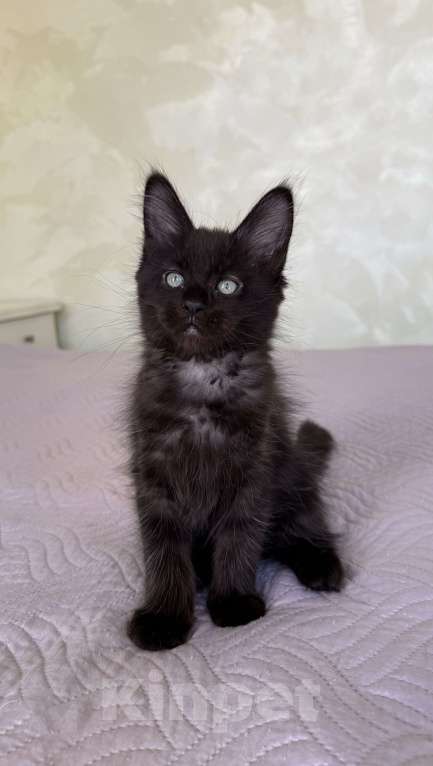 Кошки в Краснодаре: Девочка Мейн-кун Девочка, 45 000 руб. - фото 2