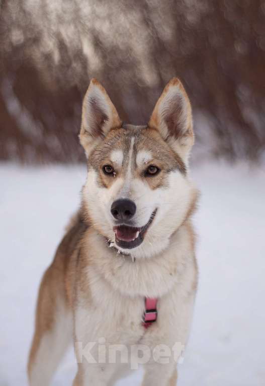 Собаки в Москве: Удивительная Нарния в добрые руки Девочка, Бесплатно - фото 5