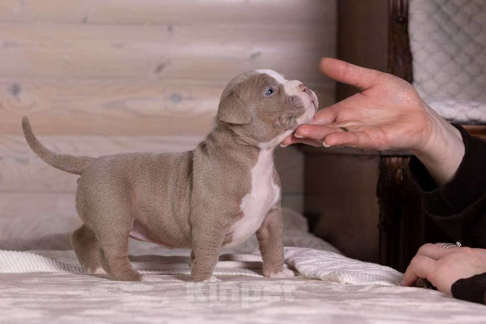 Собаки в Королеве: Американский булли Девочка, 180 000 руб. - фото 8