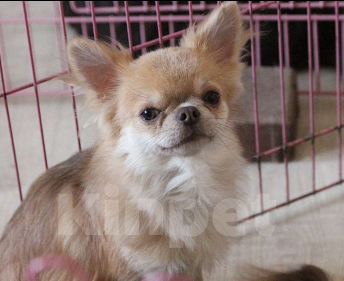 Собаки в Москве: Продам мальчика чихуахуа Мальчик, 20 000 руб. - фото 3