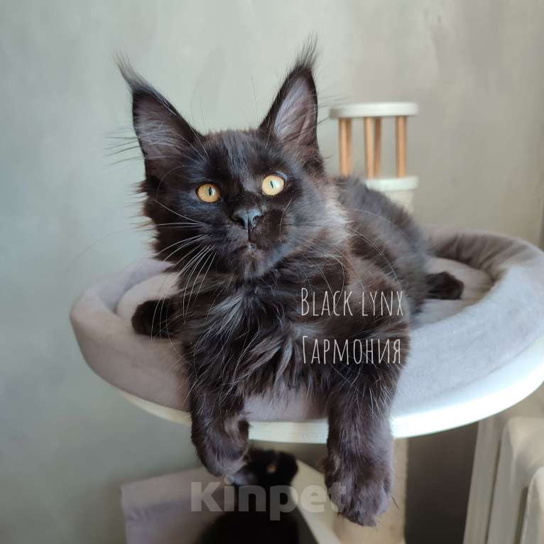 Кошки в Красноярске: Кошечка мейн-кун Девочка, 35 000 руб. - фото 5