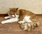 Кошки в Санкт-Петербурге: Рыжий пушистый котик Мальчик, Бесплатно - фото 3