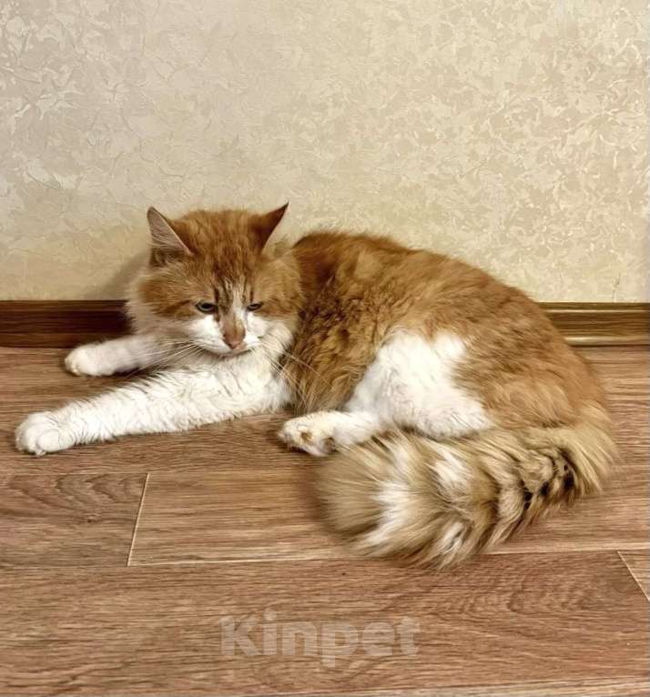 Кошки в Санкт-Петербурге: Рыжий пушистый котик Мальчик, Бесплатно - фото 3