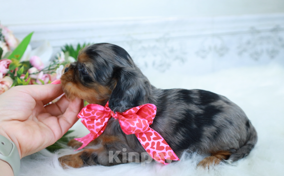 Собаки в Москве: ✨❤️Доступна для бронирования малышка кавалер кинг чарльз спаниеля — уникальный мраморный окрас!✨❤️ Девочка, Бесплатно - фото 3