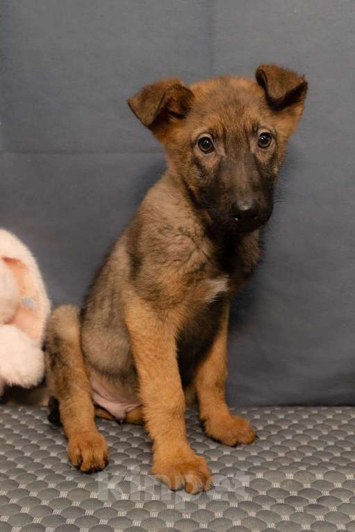 Собаки в Москве: Джой будет вам другом Мальчик, Бесплатно - фото 2
