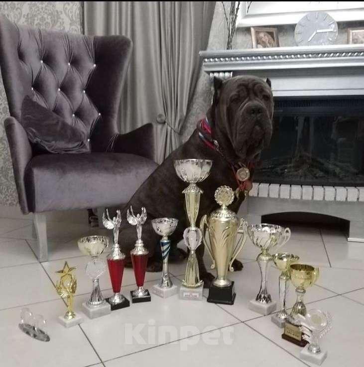 Собаки в Ростове-на-Дону: Щенки Кане Корсо (дети чемпионов) Мальчик, 60 000 руб. - фото 6