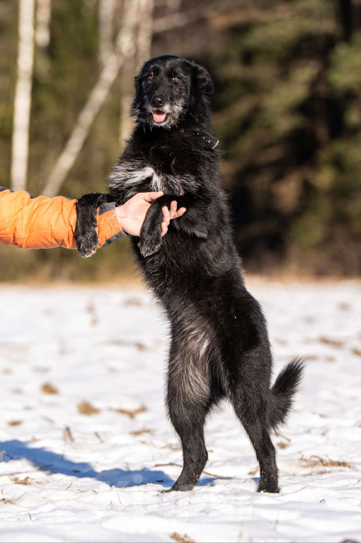 Собаки в Клине: Веста — добродушная собачка Девочка, Бесплатно - фото 4