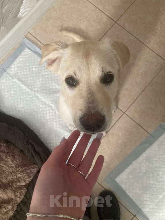 Собаки в Краснодаре: Щенок лабрадор Девочка, 10 000 руб. - фото 2