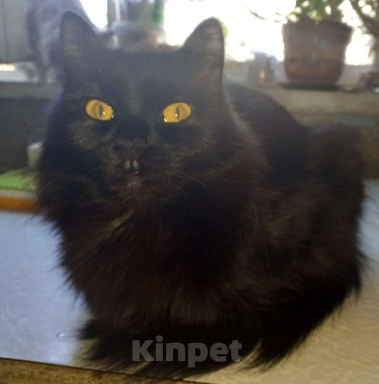 Кошки в Москве: 💝 МАЛИНКА – Ласковая кошечка ( родилась дома ) –  в  заботливую  семью Девочка, 400 руб. - фото 2