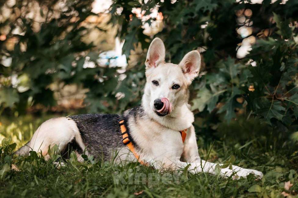 Собаки в Москве: Марко - мальчик, который смог 🧙 Мальчик, Бесплатно - фото 9
