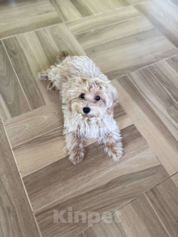 Собаки в Луховицах: Мальтипу Мальчик, 50 000 руб. - фото 3