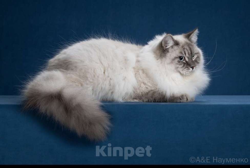 Кошки в Москве: Сибирский (Невский Маскарадный)  котенок) Мальчик, Бесплатно - фото 2