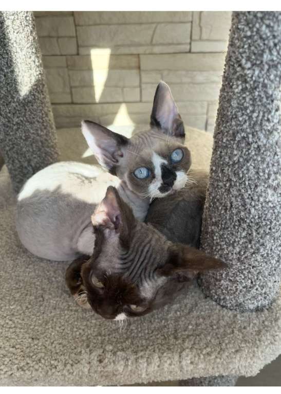 Кошки в Москве: Девон-рекс от чемпиона Разнополые, 80 000 руб. - фото 7