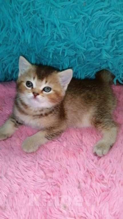 Кошки в Москве: Шотландские котята шиншилла  Девочка, 20 000 руб. - фото 1