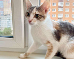 Кошки в Москве: Лика - трехцветная, нежная, теплая, добрая кошка в добрые руки Девочка, Бесплатно - фото 1