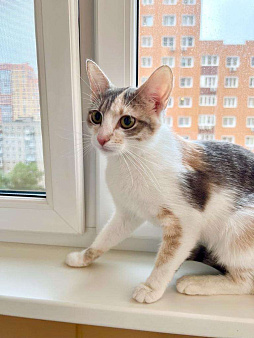 Объявление: Лика - трехцветная, нежная, теплая, добрая кошка в добрые руки, Бесплатно, Москва