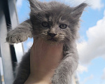 Кошки в других городах Ленинградской области: Котенок мейн-кун Мальчик, 80 000 руб. - фото 1