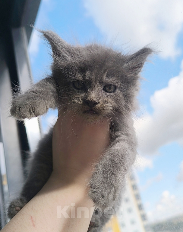 Кошки в других городах Ленинградской области: Котенок мейн-кун Мальчик, 80 000 руб. - фото 1