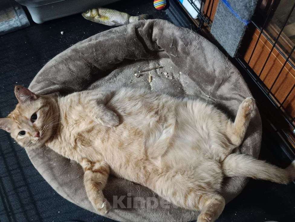 Кошки в Москве: Рыжая кошечка ищет дом. Девочка, Бесплатно - фото 9