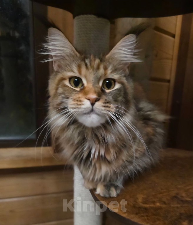 Кошки в других городах Московской области: Кошечка мейн-кун Девочка, 50 000 руб. - фото 2