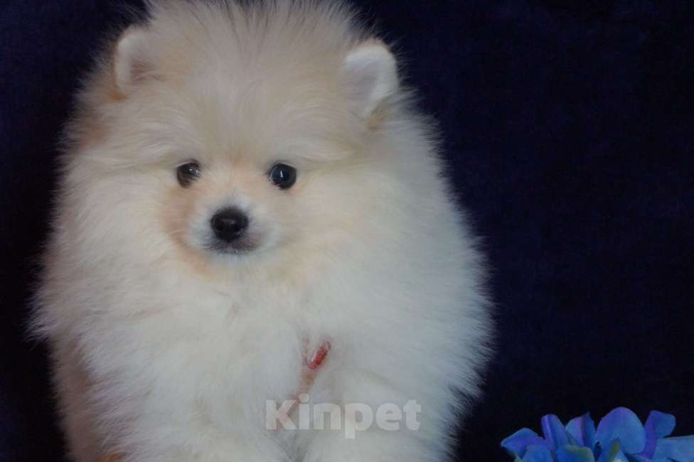 Собаки в Москве: Мини мальчик Мальчик, 35 000 руб. - фото 3