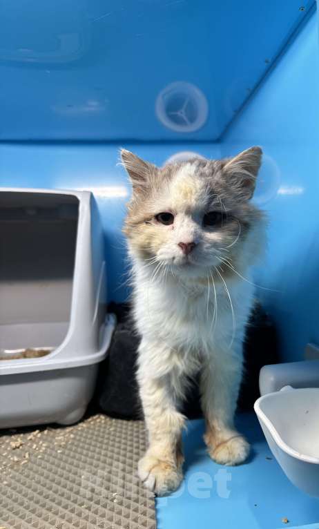 Кошки в Санкт-Петербурге: Котик на доживание Мальчик, Бесплатно - фото 5