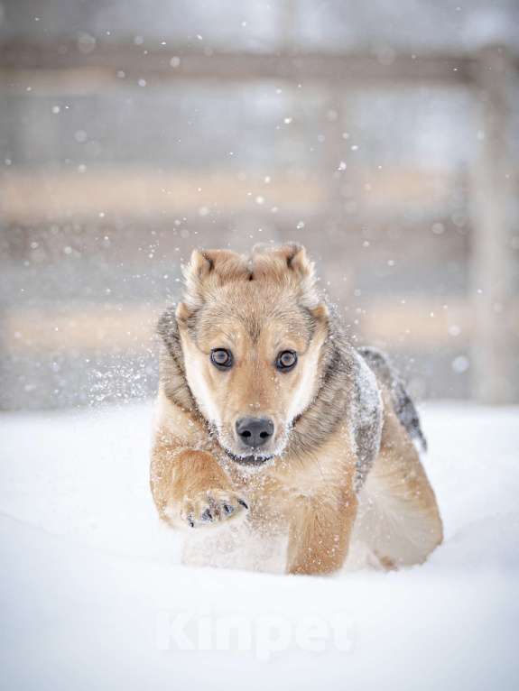 Собаки в Москве: Ласкуша Нюша очень ждет своего родного ЧЕЛОВЕКА. Девочка, Бесплатно - фото 5