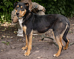 Собаки в Балашихе: Небольшая активная собачка Ника 1,5 года из приюта Девочка, Бесплатно - фото 5