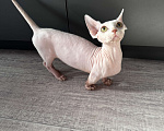 Кошки в Ростове-на-Дону: Бамбино котёнок Мальчик, Бесплатно - фото 1