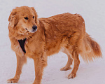 Собаки в Москве: Энцо Мальчик, Бесплатно - фото 3