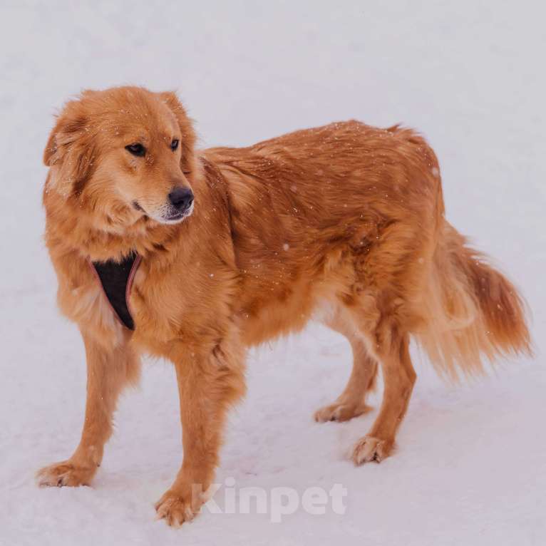 Собаки в Москве: Энцо Мальчик, Бесплатно - фото 3