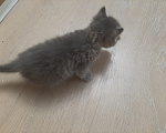 Кошки в Батайске: Котята в добрые руки Девочка, Бесплатно - фото 3