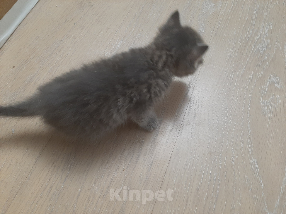 Кошки в Батайске: Котята в добрые руки Девочка, Бесплатно - фото 3