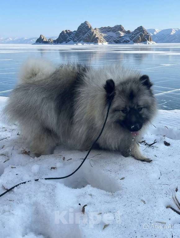 Собаки в Москве: Терри-Мак Из Воронцовского Дворца Мальчик, 100 000 руб. - фото 4
